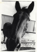 Photograph: Funny looking horse