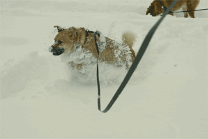 Dozer bounding through the snow
